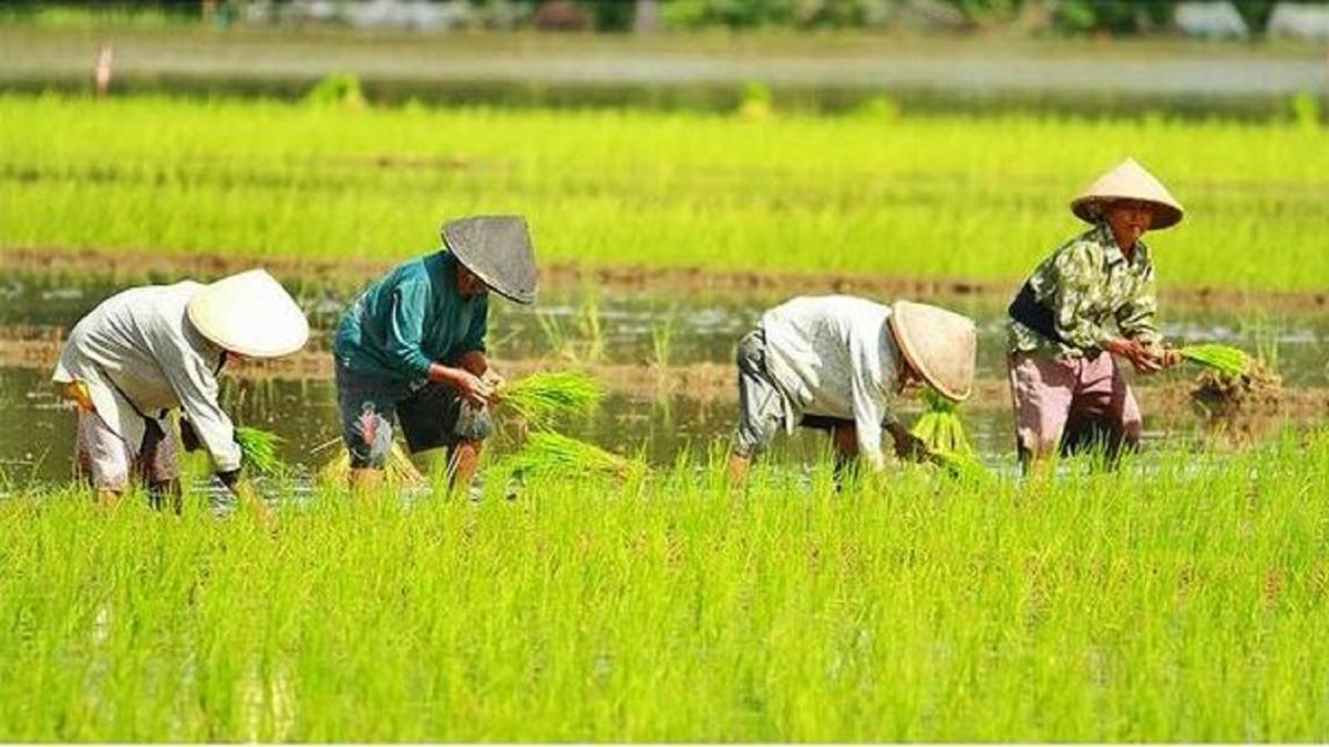 Undang-undang (UU) Nomor 19 Tahun 2013 tentang Perlindungan dan Pemberdayaan Petani