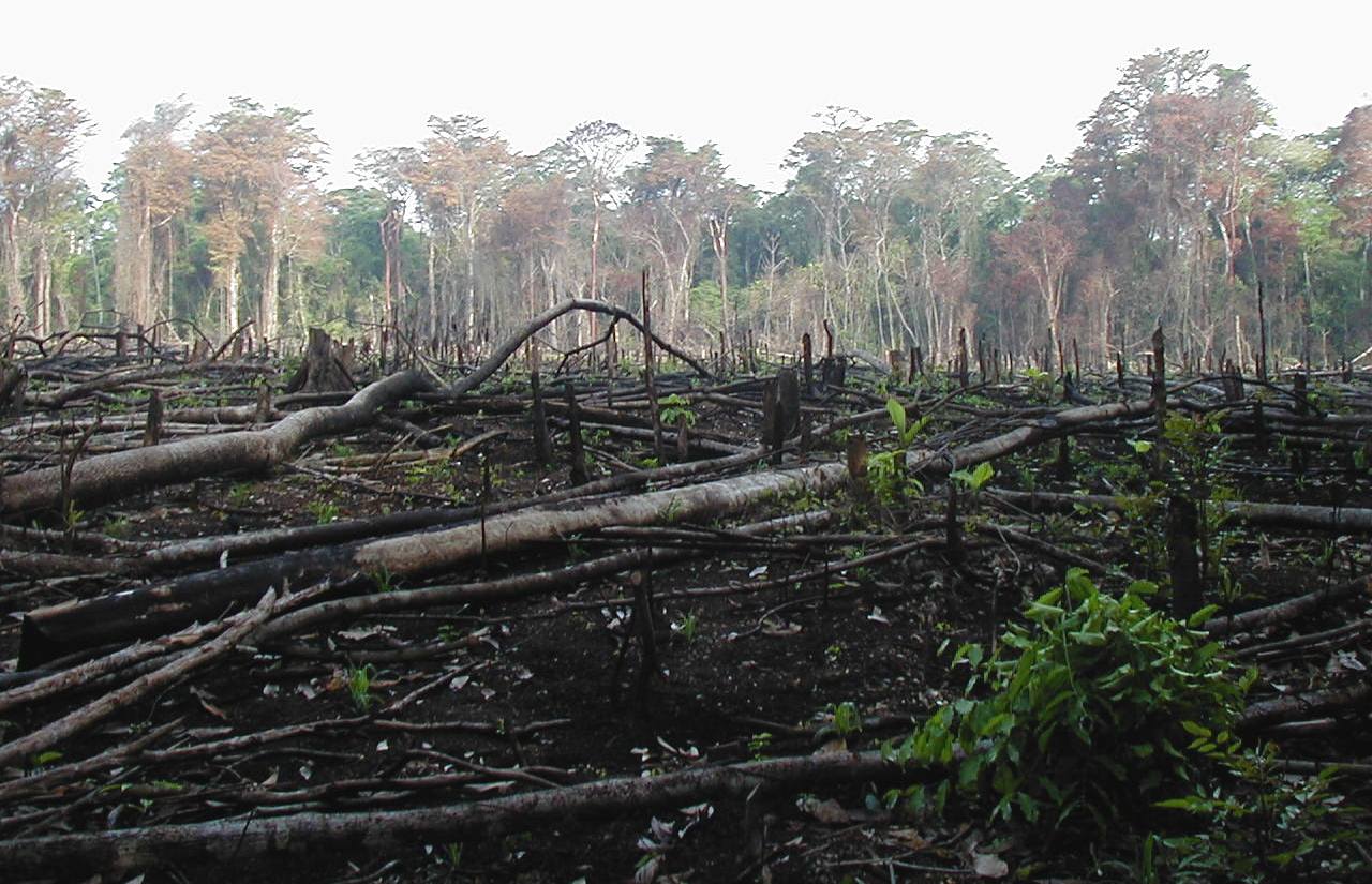 Undang-undang (UU) Nomor 18 Tahun 2013 tentang Pencegahan dan Pemberantasan Perusakan Hutan